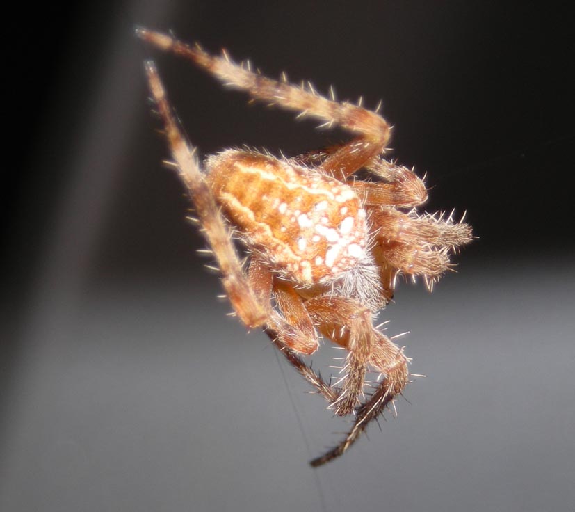Araneus diadematus